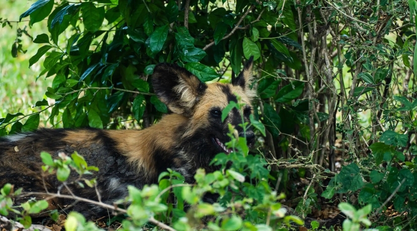 Zanzibar: 3-Day Selous Safari Trip with Ferry Transfer 4