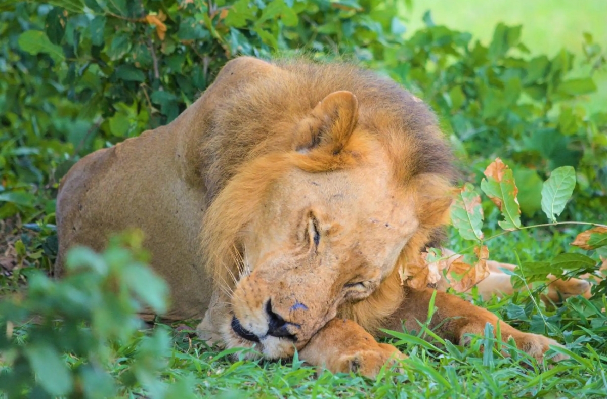 Zanzibar: 3-Day Selous Safari Trip with Ferry Transfer 1