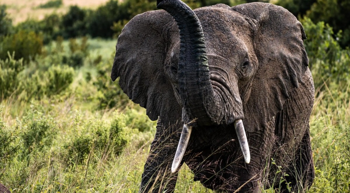 From Arusha: 3-Day Flamingo Safari – Tarangire National Park & Magical Lake Natron 1