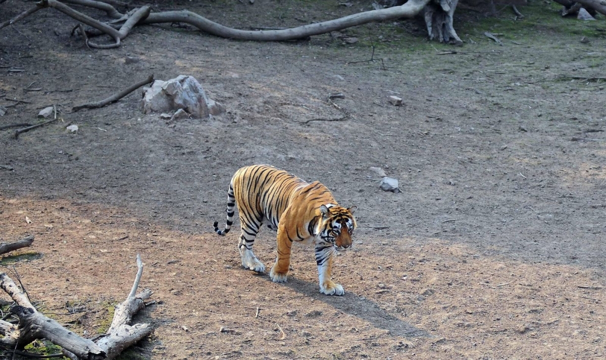 Rajasthan Heritage & Tiger Trails 1