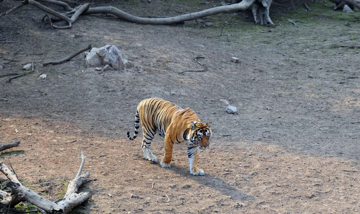 Rajasthan Heritage & Tiger Trails 1