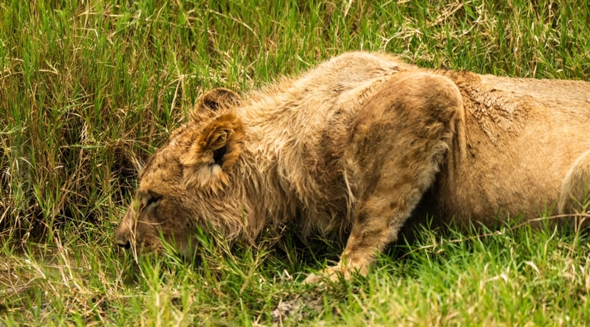 From Arusha: 5-Day Valleys and Highlands Safari Ngorongoro 2