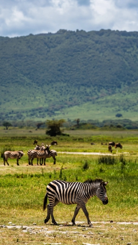 From Arusha: 5-Day Valleys and Highlands Safari Ngorongoro 3