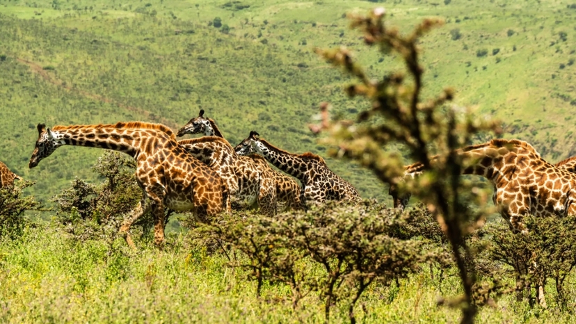From Arusha: 5-Day Valleys and Highlands Safari Ngorongoro 4