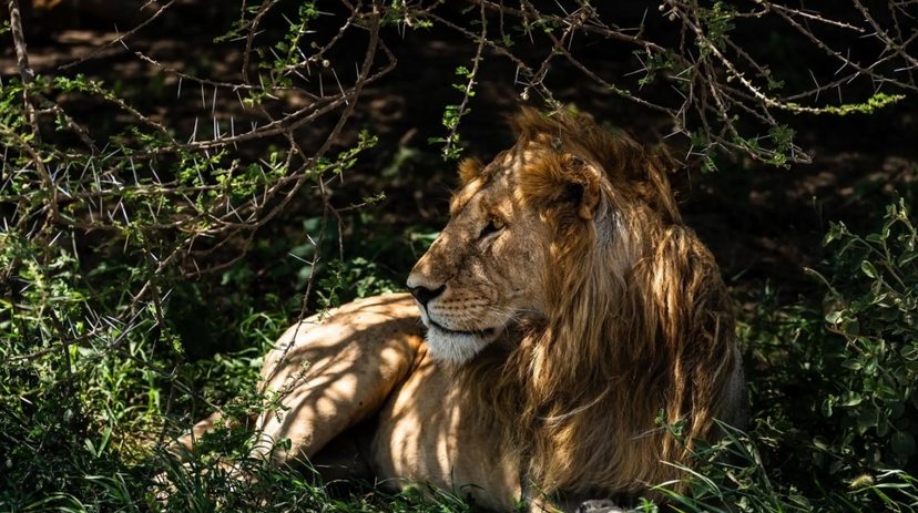 From Arusha: 6 Day Safari Ngorongoro Adventure and Serengeti 2