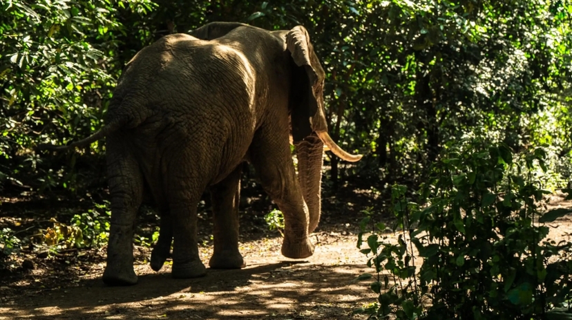 From Arusha: 6 Day Safari Ngorongoro Adventure and Serengeti 3