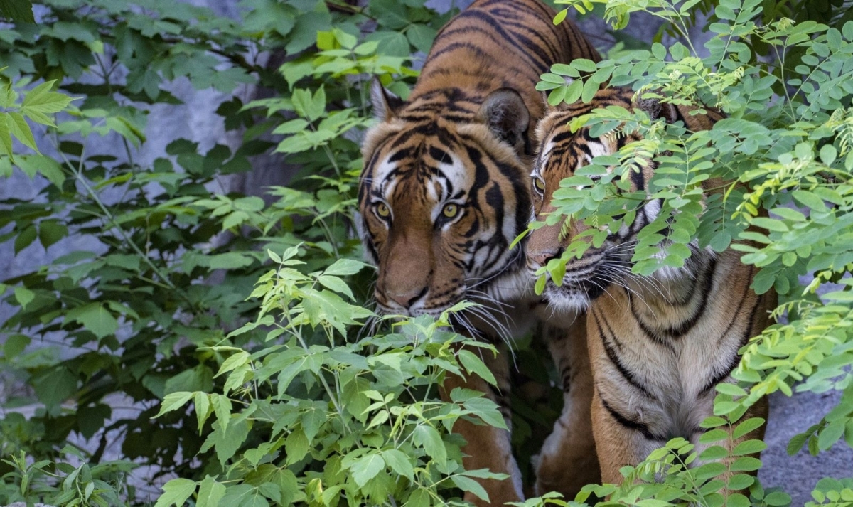 India Heritage & Ranthambore Wildlife Trails 1