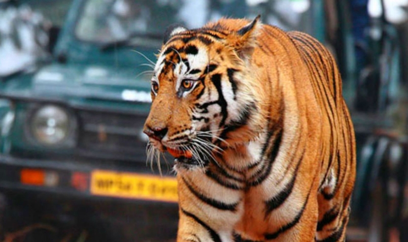 India Grand Trails 3