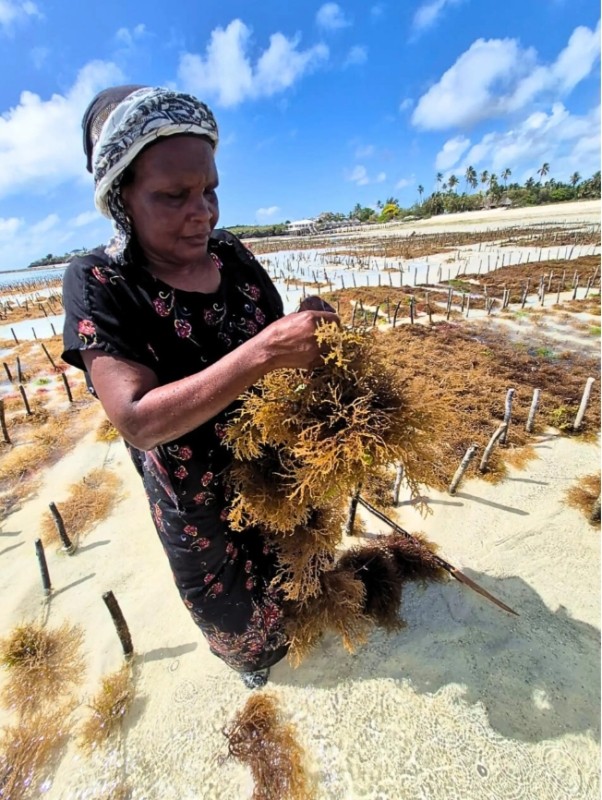 Zanzibar Seaweed Farming & Kuza Cave Adventure 1