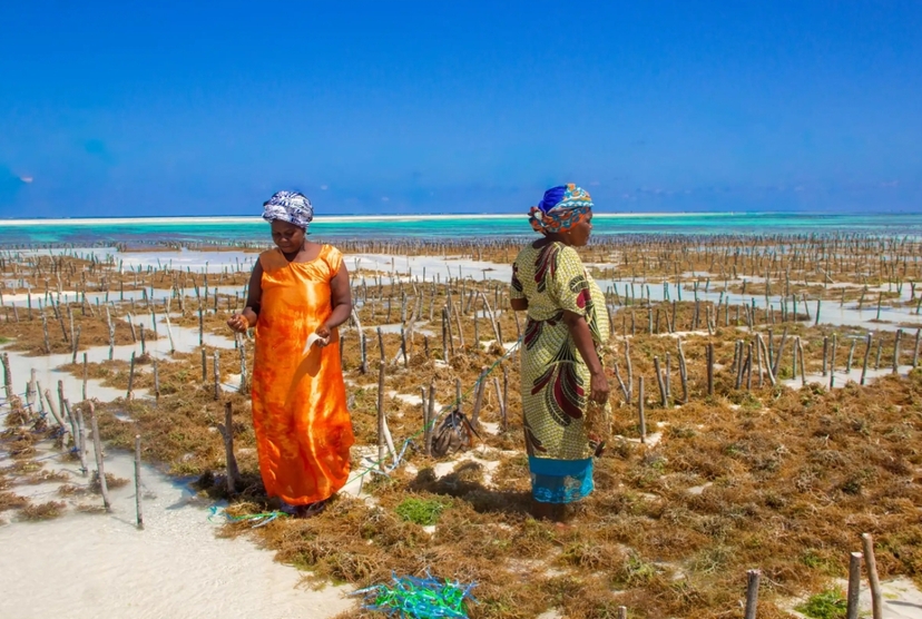 Zanzibar Seaweed Farming & Kuza Cave Adventure 2