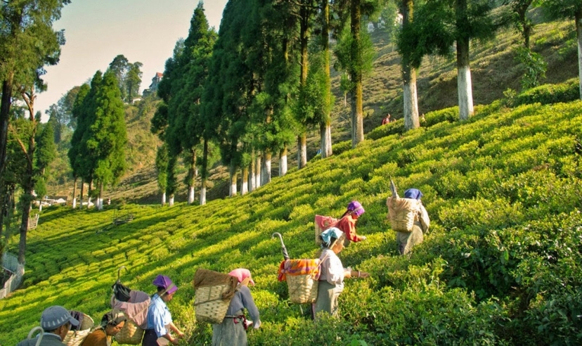 India to Bhutan Panorama Trail 2