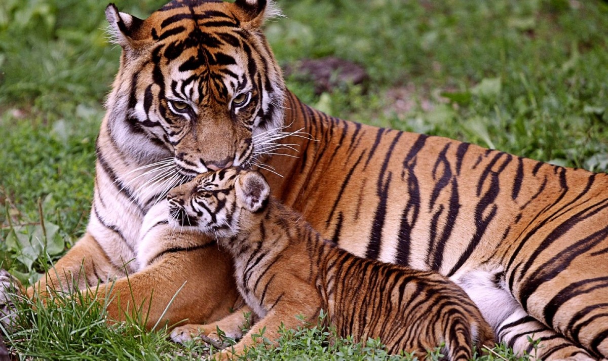 Golden Triangle with Ranthambore Safari Trails 1