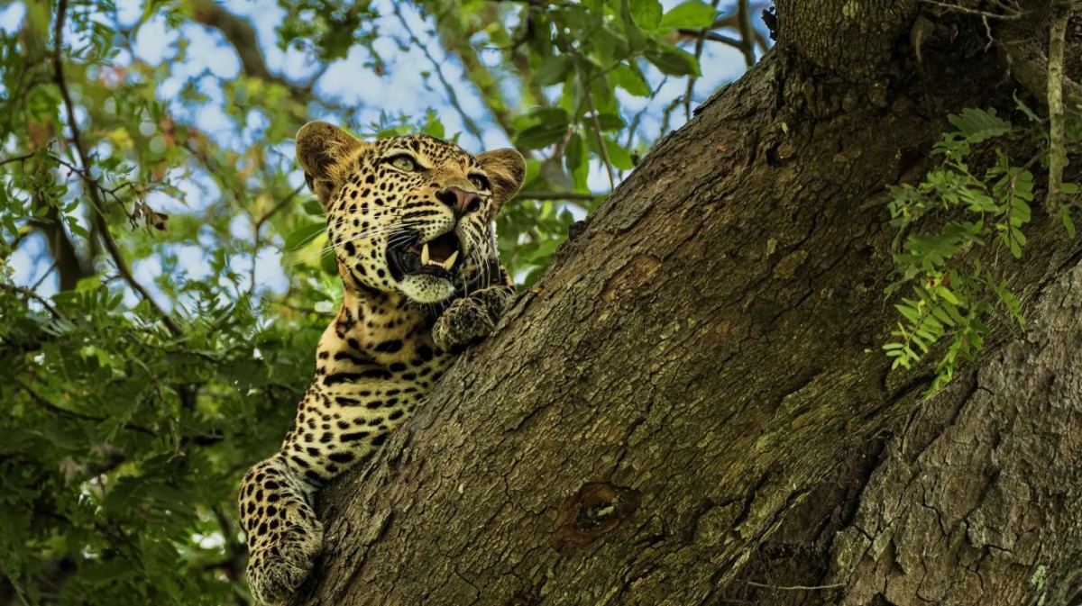 From Zanzibar: Mikumi Day Safari without hotel pickup 1