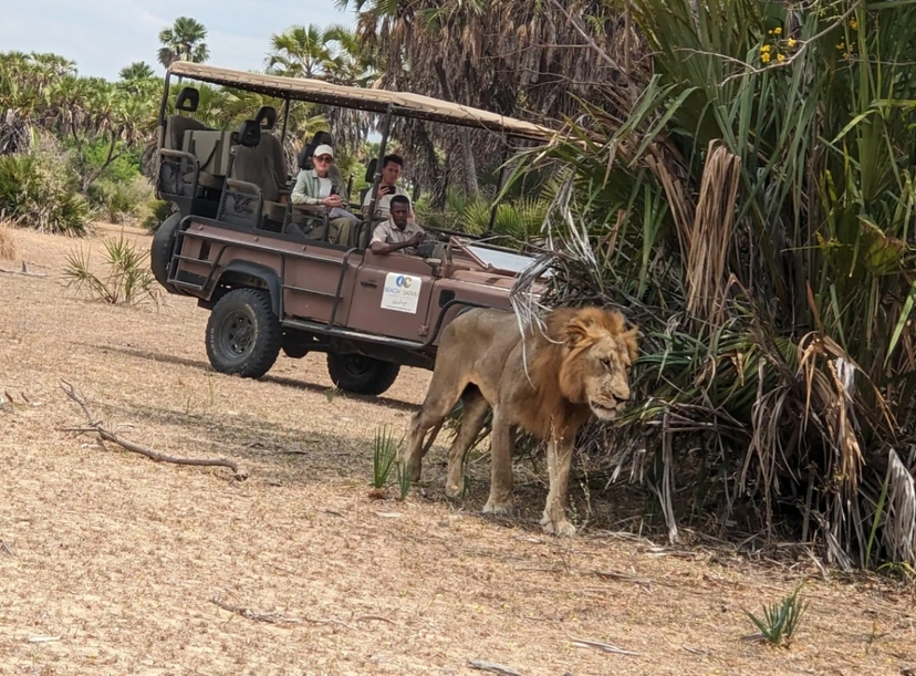 From Zanzibar: Mikumi Day Safari without hotel pickup 2