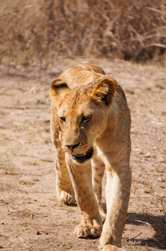 From Zanzibar: Mikumi Day Safari without hotel pickup 3
