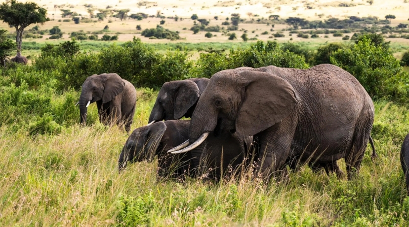 From Arusha: 4-Day Ngorongoro Safari, Lake Manyara & Maasai 2