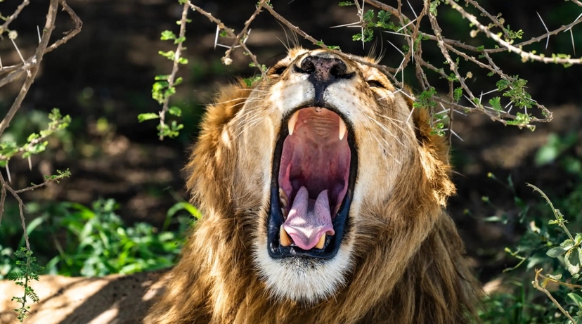 From Arusha: 4-Day Ngorongoro Safari, Lake Manyara & Maasai 4