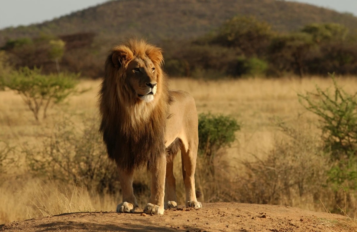 From Arusha : 11 days Complete Africa Safari North Tour 1