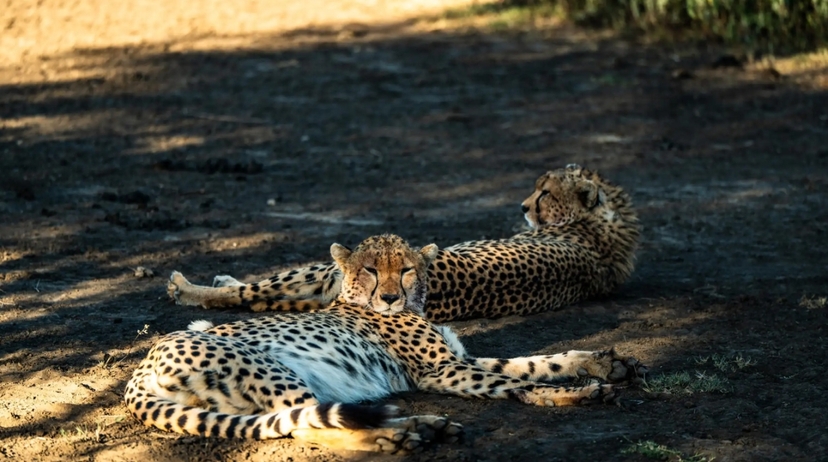 From Arusha : 11 days Complete Africa Safari North Tour 2