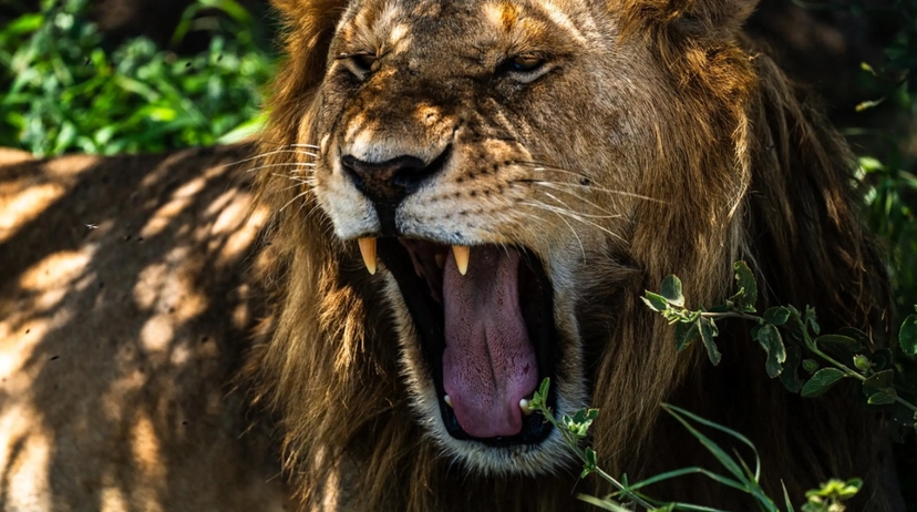 From Arusha : 11 days Complete Africa Safari North Tour 3