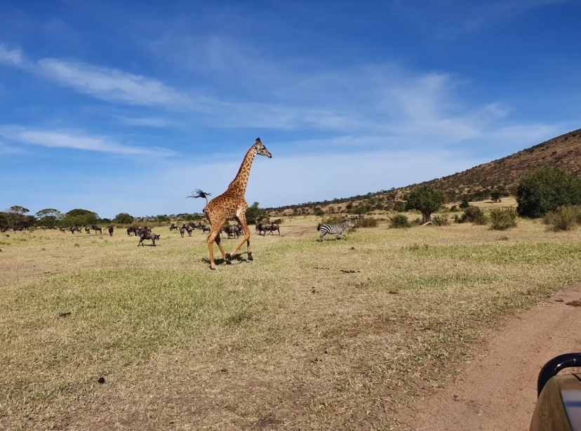 From Arusha : 11 days Complete Africa Safari North Tour 4