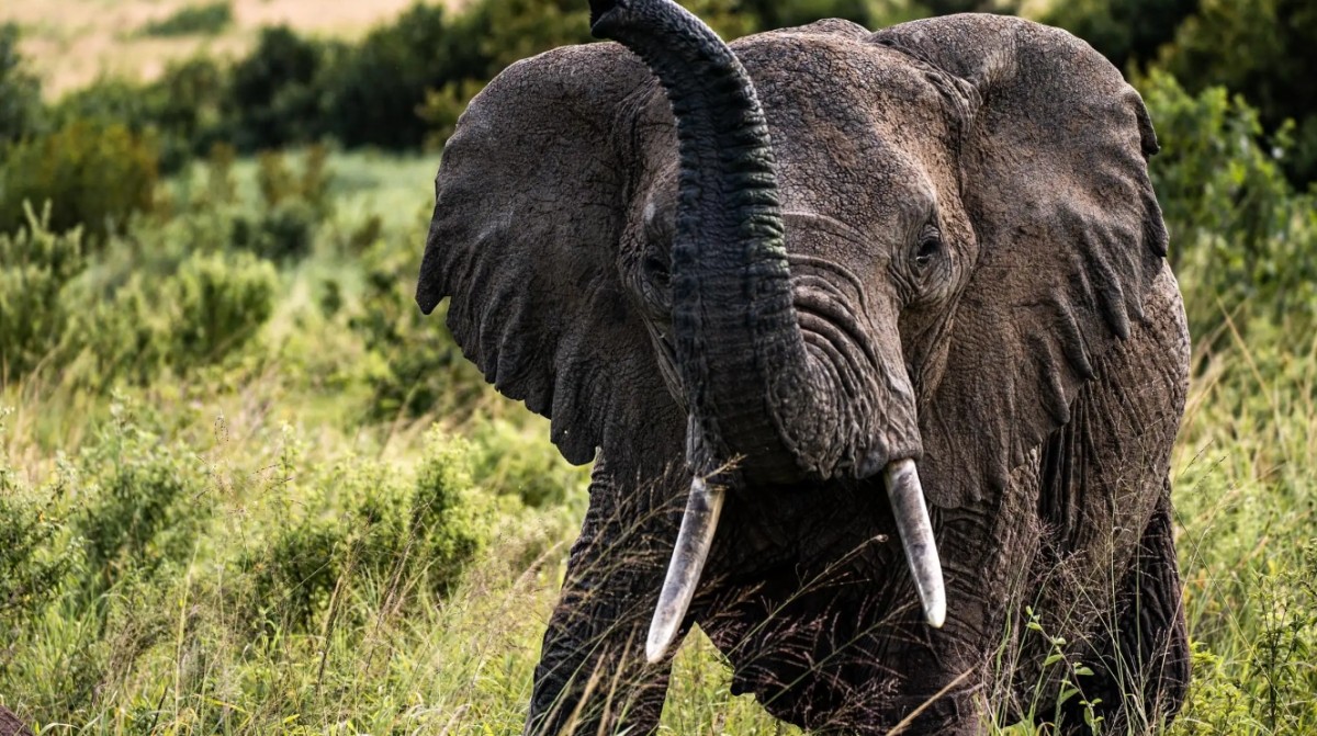 3-Day Tarangire & Lake Natron Flamingo Safari from Arusha 1