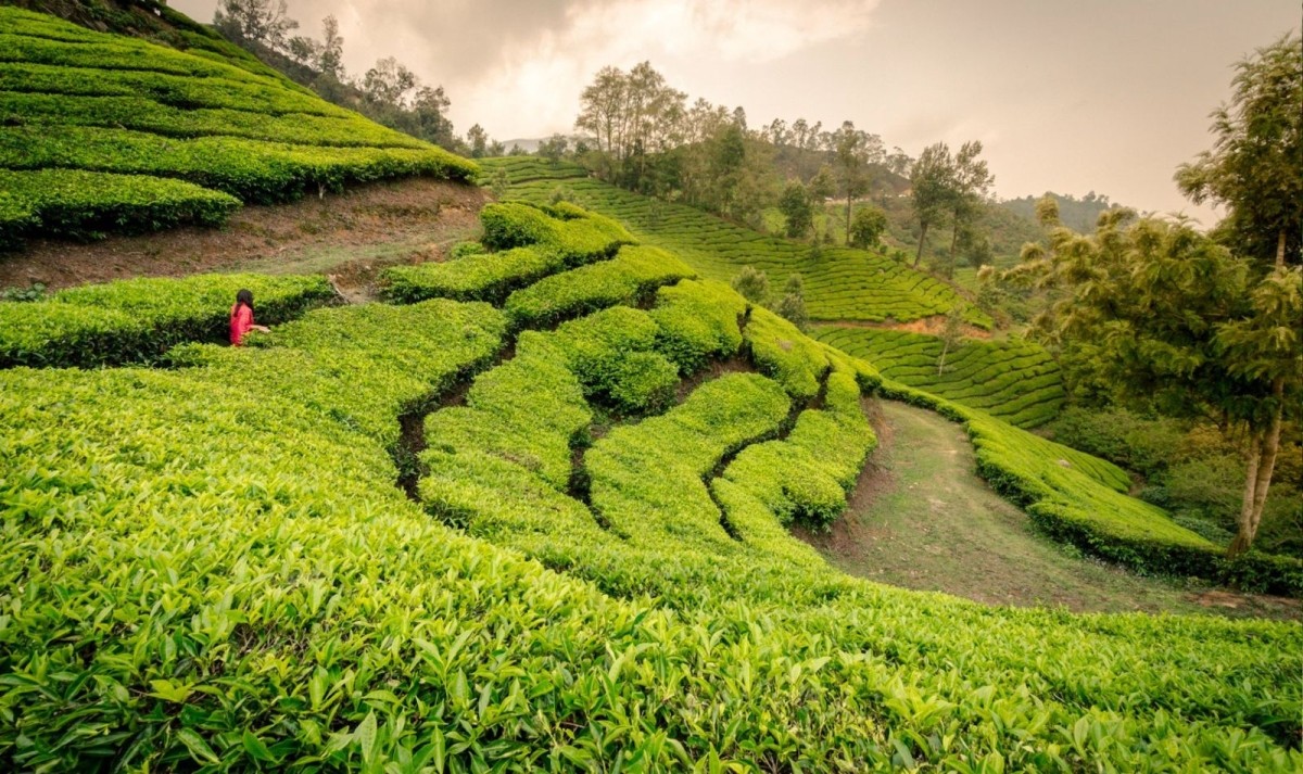 Kerala Backwaters & Coastal Adventure Trails 1