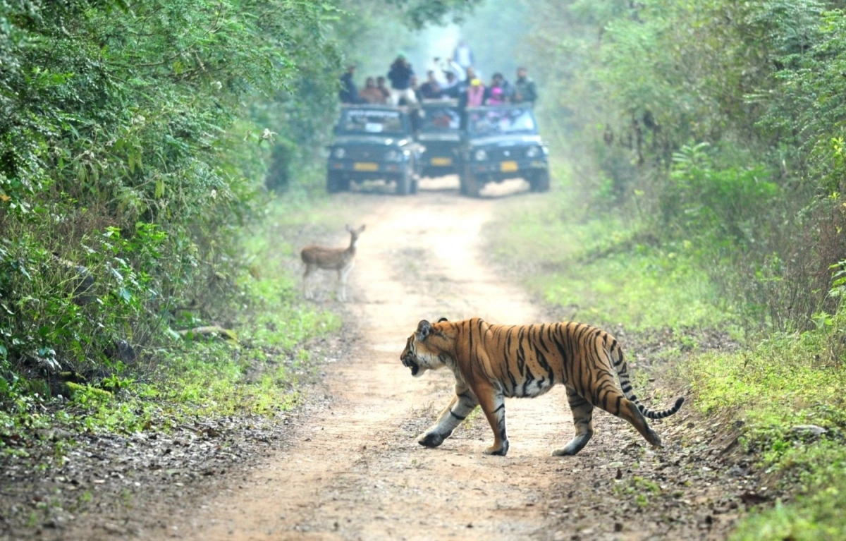 Rajasthan Heritage & Wildlife Trails 1