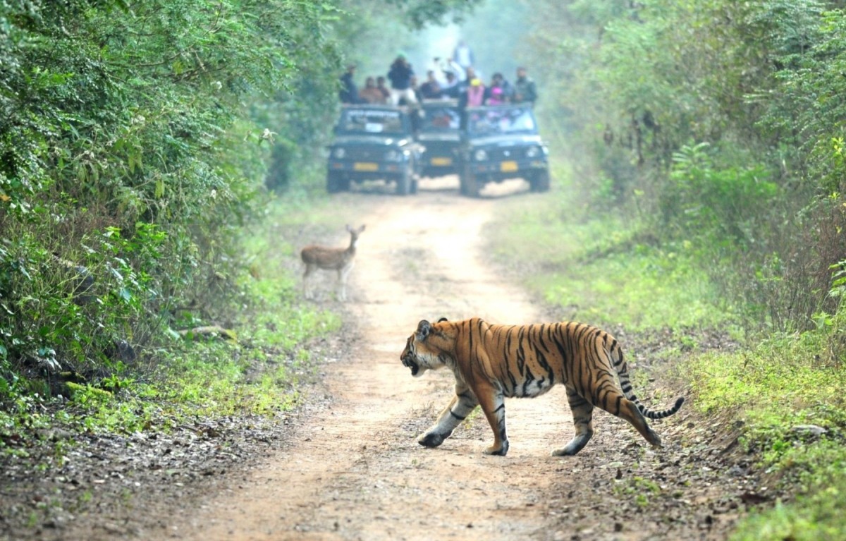 Rajasthan Heritage & Wildlife Trails 1