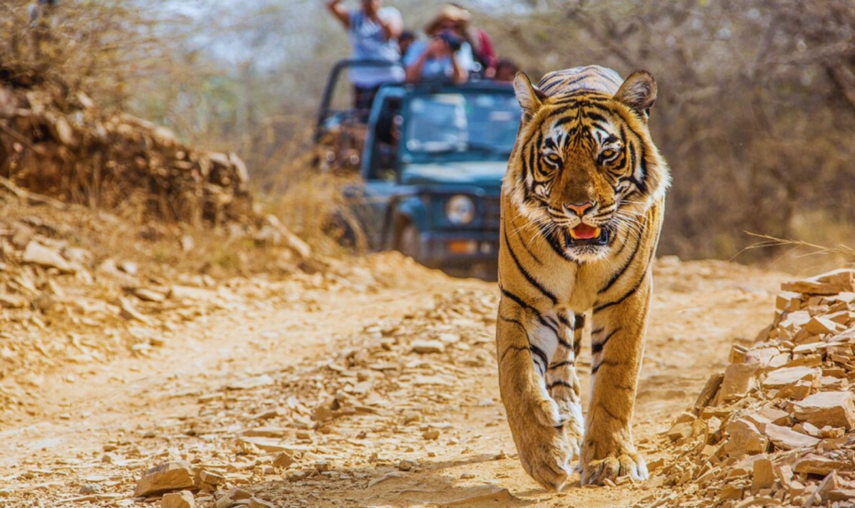 Rajasthan & Tiger Safari Trails 1