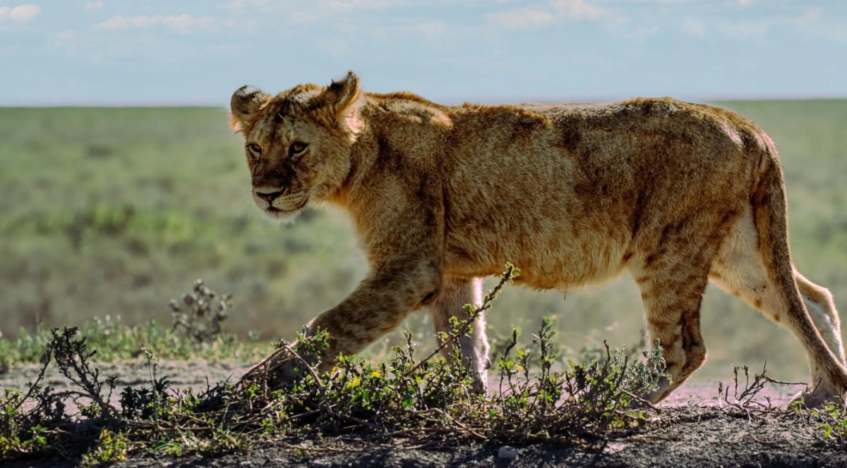 From Arusha: 3-Day Big Cats Safari Serengeti, Tarangire 1