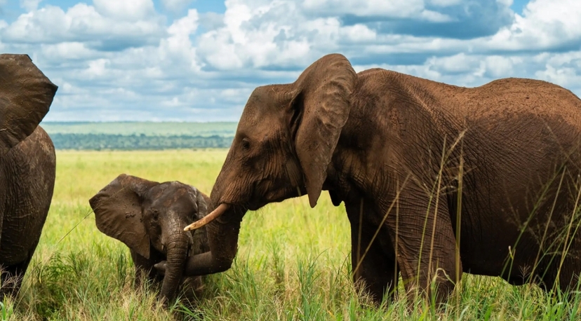 From Arusha: 3-Day Big Cats Safari Serengeti, Tarangire 2