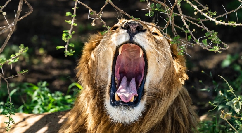 From Arusha: 3-Day Big Cats Safari Serengeti, Tarangire 3