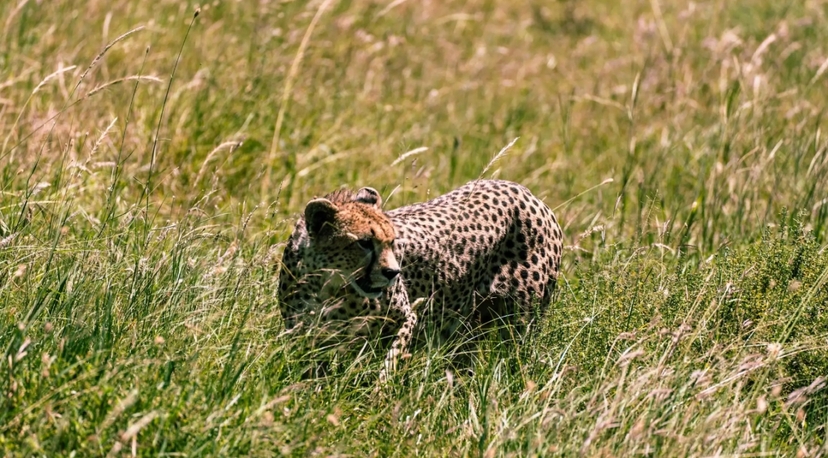 From Arusha: 3-Day Big Cats Safari Serengeti, Tarangire 4