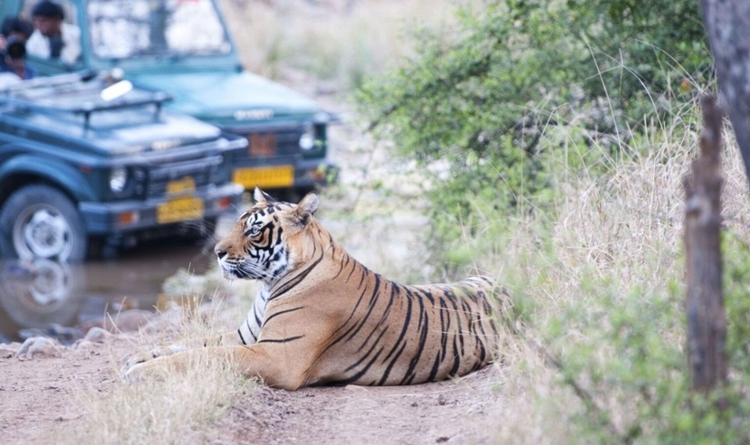 Rajasthan Palaces, Temples & Tigers: 20-Day India Discovery 2