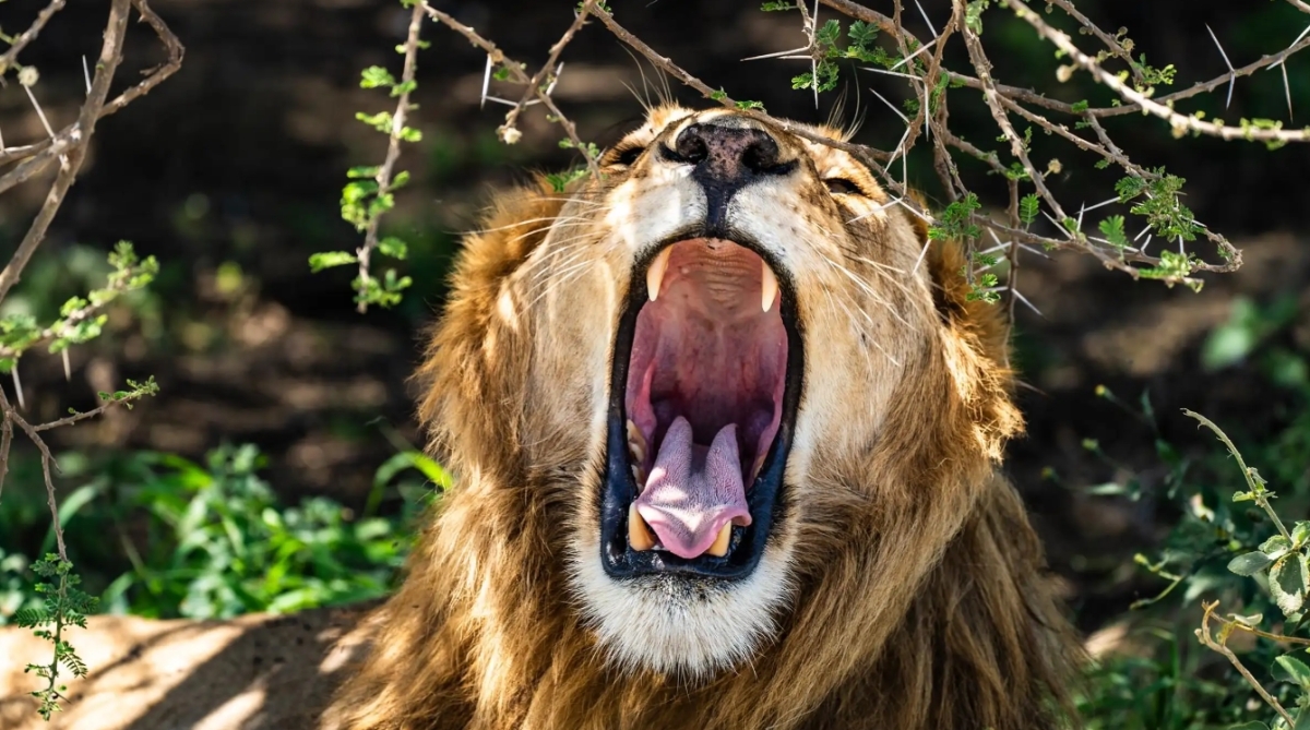 From Arusha: 3-Day Tarangire, Ngorongoro & Manyara Safari 1