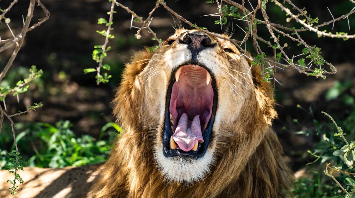 From Arusha: 3-Day Tarangire, Ngorongoro & Manyara Safari 1