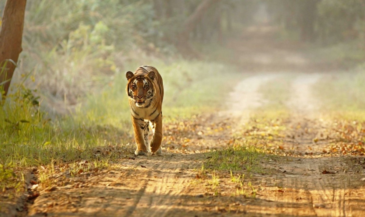 North India Heritage & Wildlife Adventure: Delhi to Mumbai 1