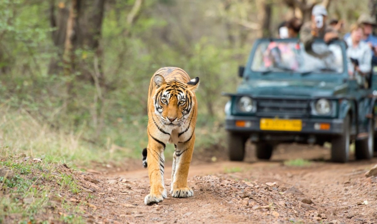 28-Day Comprehensive India Heritage, Wildlife & Spiritual Journey 1