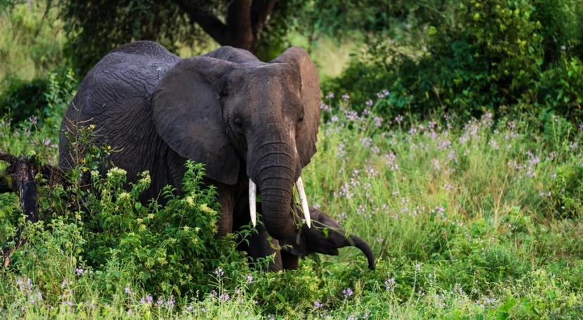 From Arusha: 3-Day Tarangire, Ngorongoro & Manyara Safari 3