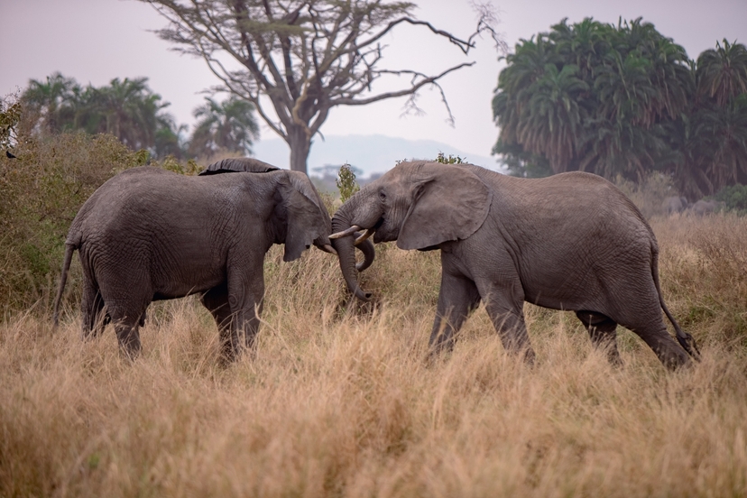 3-Day Northern Tanzania Safari: Tarangire, Lake Manyara & Ngorongoro Crater 3