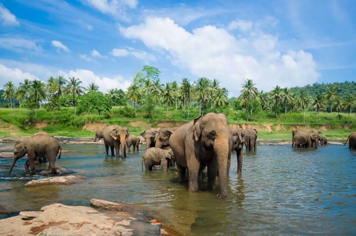 Best Time to Visit Sri Lanka