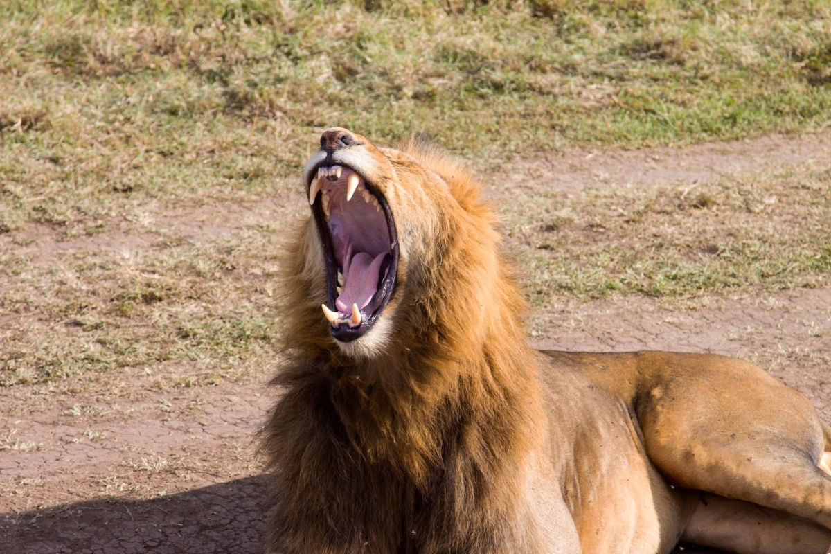 6-Day Tanzania Big Five Safari: Serengeti, Ngorongoro & Tarangire 1