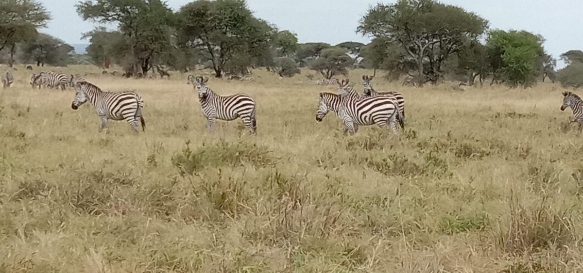 5 Days Mid Range Tarangire, Ngorongoro, Serengeti. 1