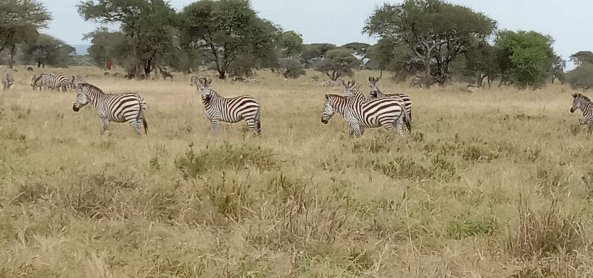 5 Days Mid Range Tarangire, Ngorongoro, Serengeti. 1