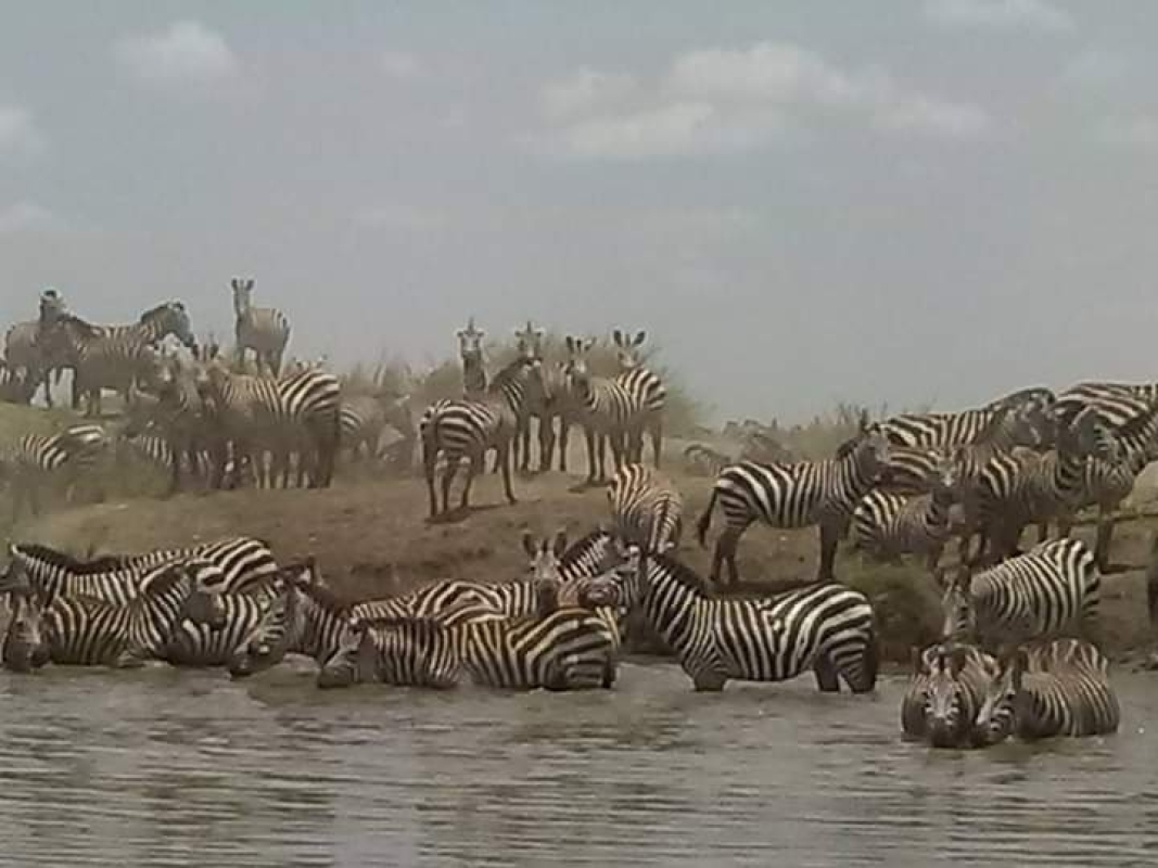 5 Camping Safari, Tarangire Ngorongoro and Serengeti 1