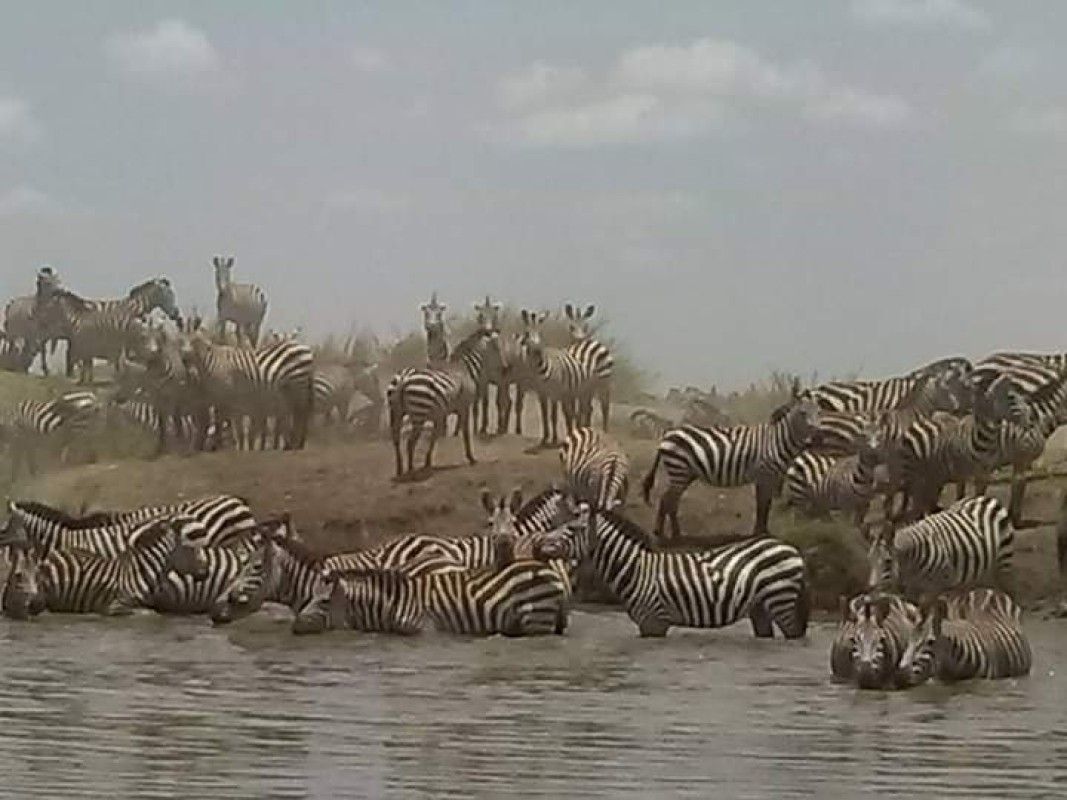 5 Camping Safari, Tarangire Ngorongoro and Serengeti 1