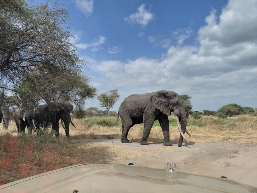 5 Camping Safari, Tarangire Ngorongoro and Serengeti 2