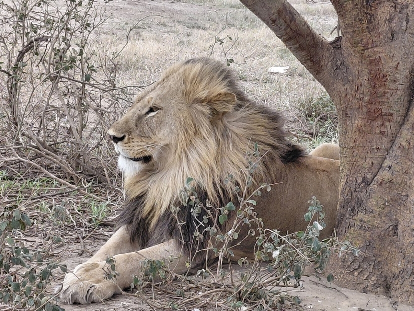5 Camping Safari, Tarangire Ngorongoro and Serengeti 3