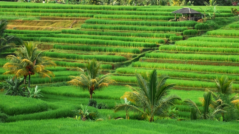 Bali Essence: Seminyak & Ubud Private Discovery 2